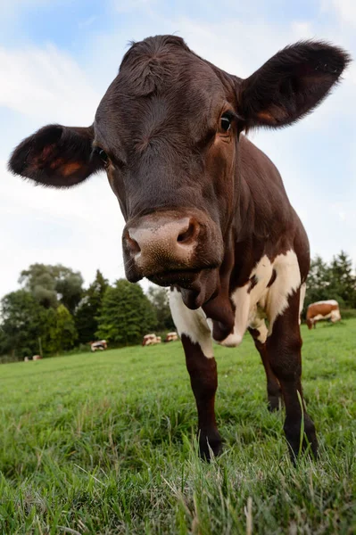 Happy Calf Standing Meadow — Stock Photo, Image