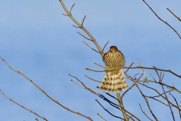 Sparrowhawk Молодежной Одежде Первую Зиму — стоковое фото