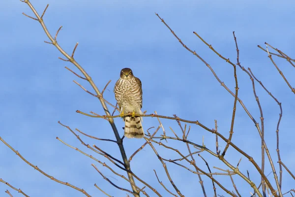 Sparrowhawk Jeugd Jurk Zijn Eerste Winter — Stockfoto