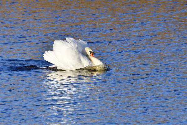 Mute Swan District Defense — Stock Photo, Image