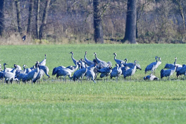 Tåg Tranor Hösten Saxony — Stockfoto