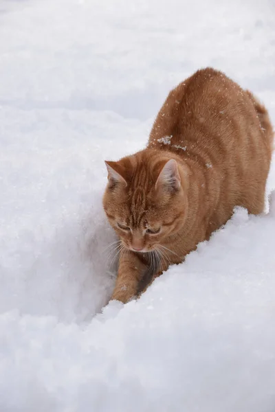 Domestic Cat Winter — Stock Photo, Image