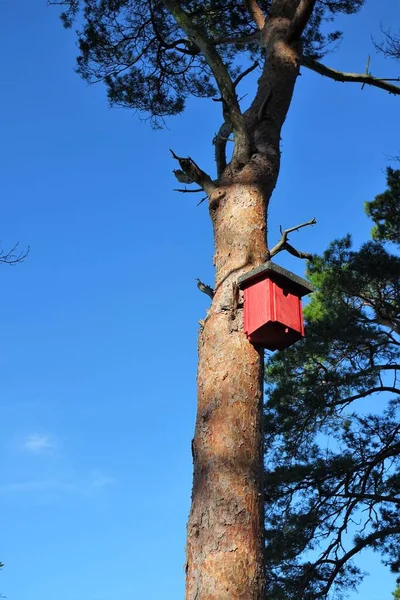 Tree Red Birdhouse — Stock Photo, Image