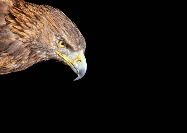 Scenic View Majestic Golden Eagle Wild Nature — Stock Photo, Image