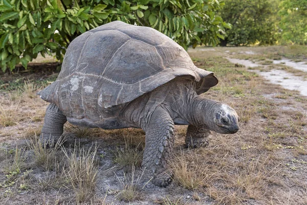 Nyfiken Aldabra Jätte Sköldpadda Aldabrachelys Gigantea Fågel Seychellerna Indiska Oceanen — Stockfoto