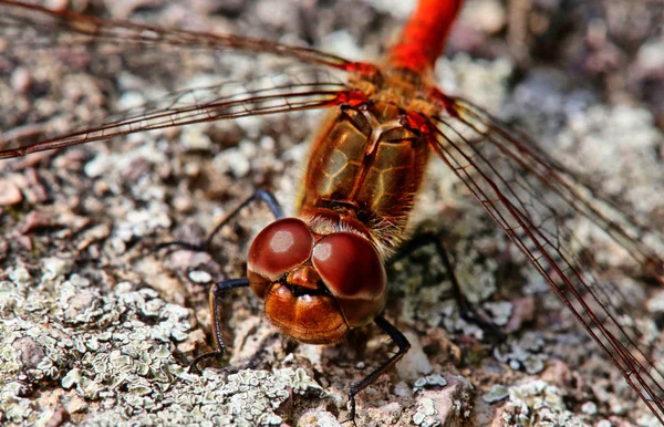 Badania Głowy Samiec Duży Darter Sympetrum Striolatum — Zdjęcie stockowe