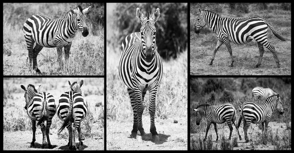 A wildlife collection of images with zebras in Africa in black and white with a black frame.