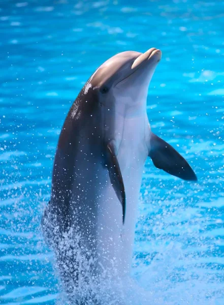 Δελφίνι Χορεύει Πάνω Στο Νερό — Φωτογραφία Αρχείου