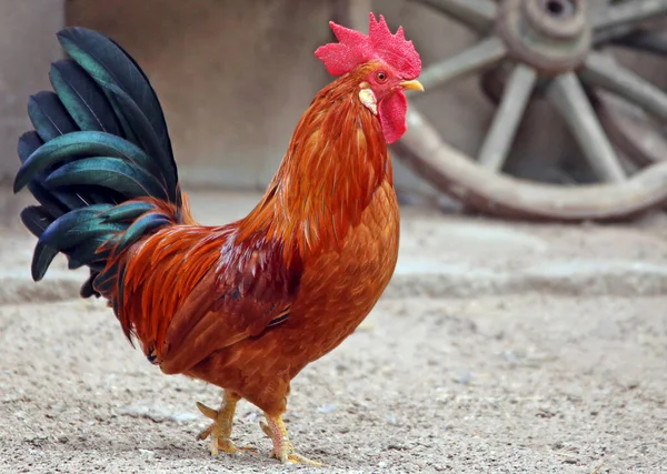 Grazioso Gallo Nella Fattoria Polli — Foto Stock