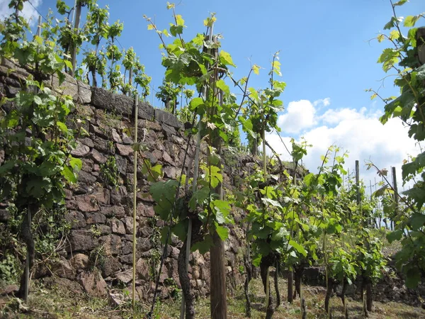 Nature Landscape Plant Vineyard Vine Saxony — Stock Photo, Image