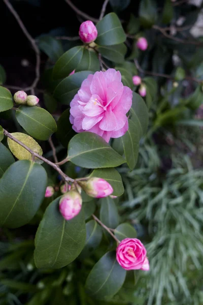Kvetoucí Kamélie Camellia Japonica — Stock fotografie