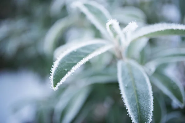 Bevroren Planten Bladeren Een Tuin Winter — Stockfoto