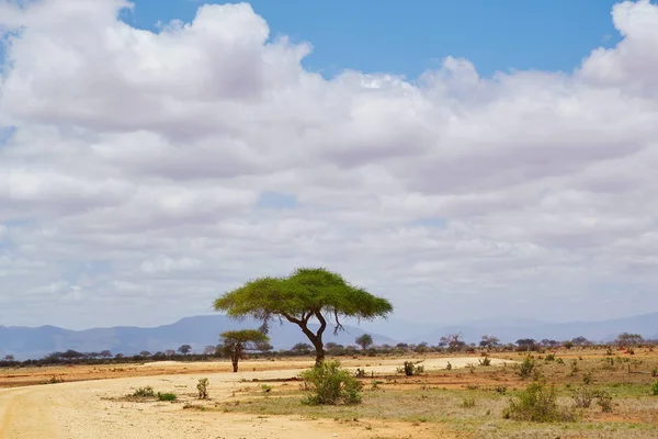 Schirmakacia Savana Tsavo Leste — Fotografia de Stock