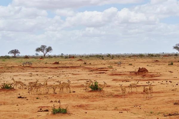 Stado Impalas Tsavo Wschodnia Kenia — Zdjęcie stockowe