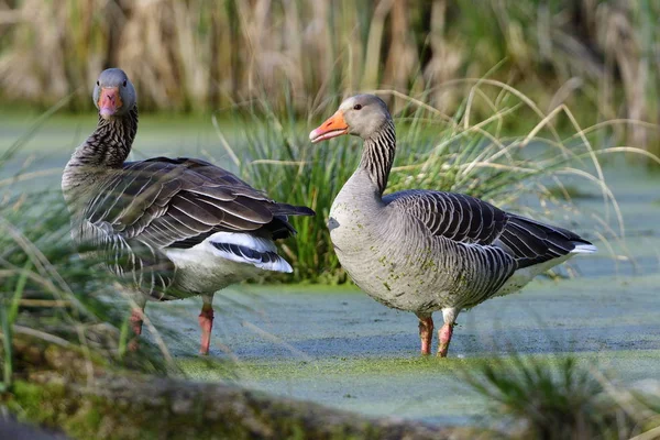 Scenic View Beautiful Graugans Birds Nature — Stock Photo, Image