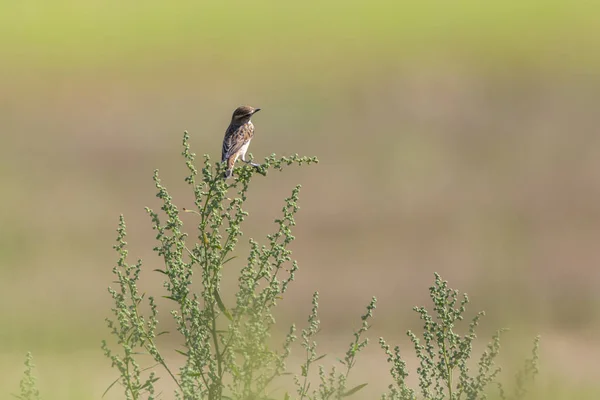 Whinchat Сидит Своей Комнате Ожидания — стоковое фото