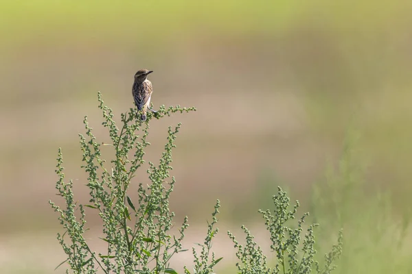 Whinchat Siedzi Jego Poczekalni — Zdjęcie stockowe