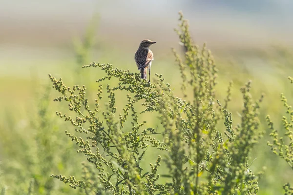 Whinchat Siedzi Jego Poczekalni — Zdjęcie stockowe