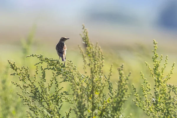 Whinchat Сидит Своей Комнате Ожидания — стоковое фото