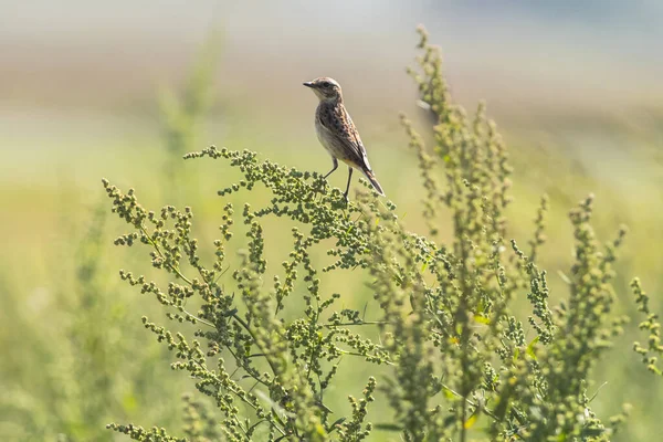 Whinchat Siedzi Jego Poczekalni — Zdjęcie stockowe