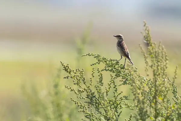 Whinchat Сидит Своей Комнате Ожидания — стоковое фото