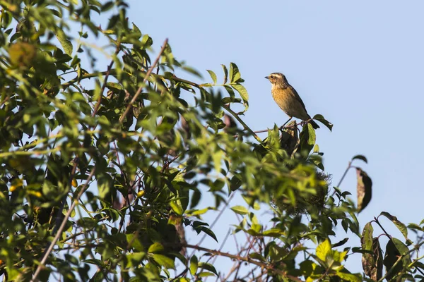 Whinchat Siedzi Jego Poczekalni — Zdjęcie stockowe