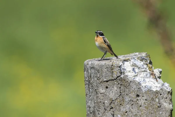 Whinchat Siedzi Jego Poczekalni — Zdjęcie stockowe