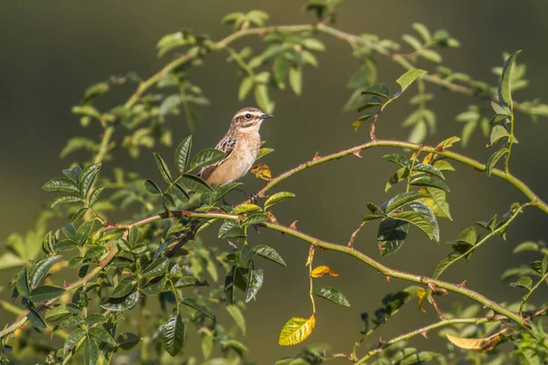 Whinchat Сидит Своей Комнате Ожидания — стоковое фото