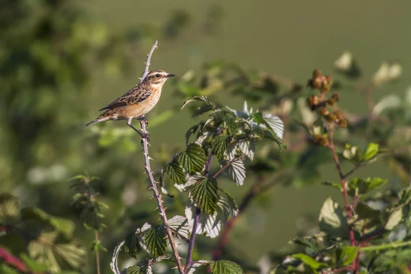 Whinchat Сидит Своей Комнате Ожидания — стоковое фото