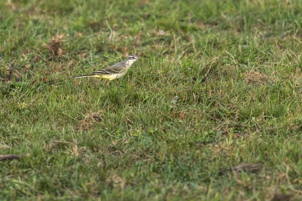 Gray Wagtail Looking Food — Stock Photo, Image