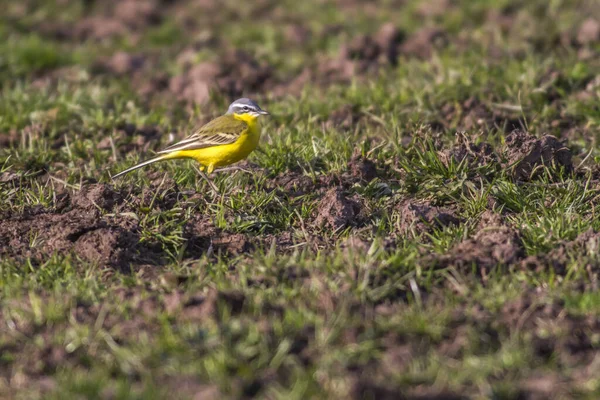 Una Carretilla Amarilla Busca Comida Campo — Foto de Stock