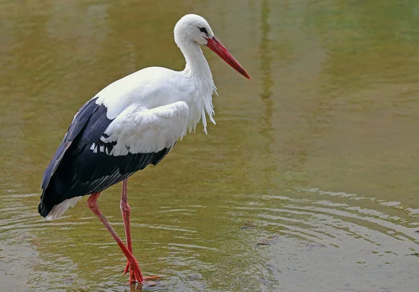 White Stork Ciconia Ciconia Waters — Stock Photo, Image