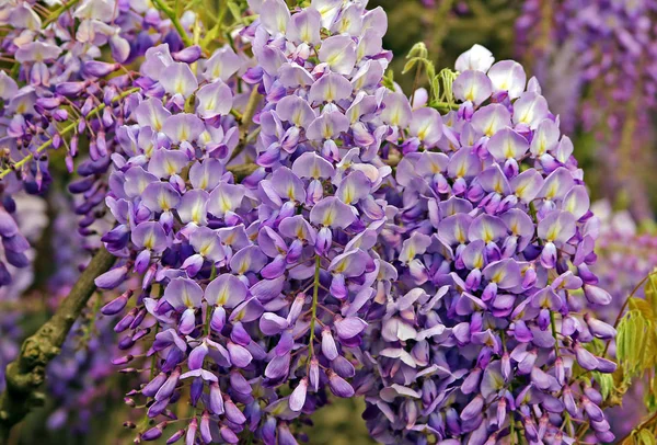 Цветки Кластера Эдельвейс Вистерия Sinensis — стоковое фото