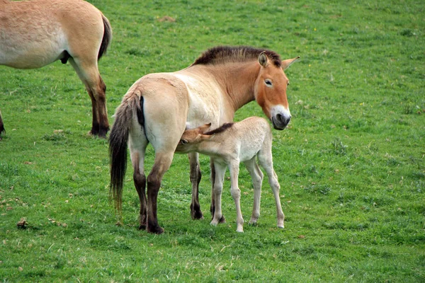 Caballo Salvaje Con Potro —  Fotos de Stock