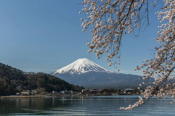 Kirschblüte Fuji Berg Japan — Stockfoto