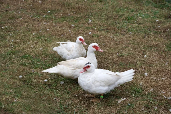 Trío Patos Moscovitas Blancos Con Máscara Roja Pie Sobre Hierba —  Fotos de Stock