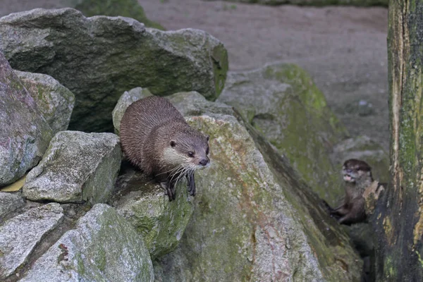 Großaufnahme Von Tier Zoo — Stockfoto