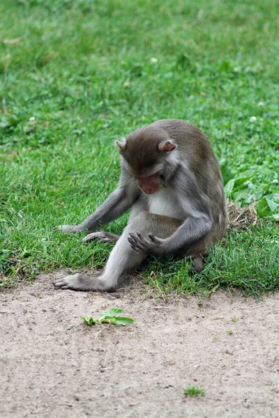 Brauner Wollaffe Gemeiner Wollaffe — Stockfoto