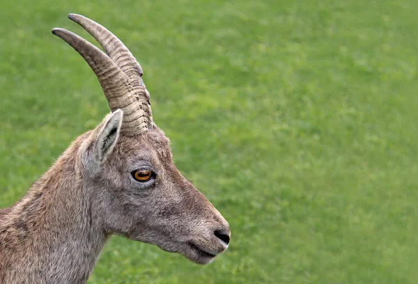 Head Study Female Alpine Ibex Capra Ibex — Stock Photo, Image