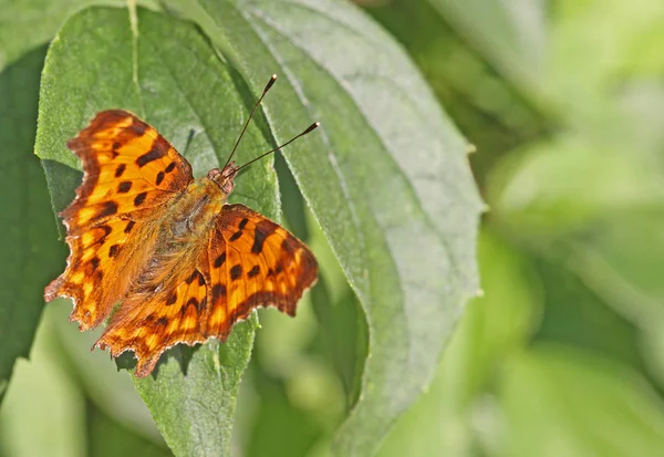 Macro Borboleta Polygonia Álbum — Fotografia de Stock