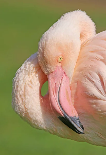 Elegante Rosa Flamingo Phoenicopterus Roseus — Fotografia de Stock