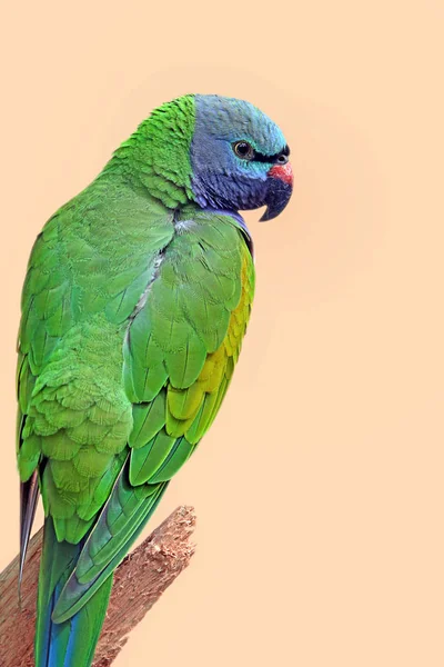 Китайский Попугай Psittacula Derbiana — стоковое фото