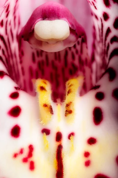 Macro Photography photo of a spotted purple orchid.  The Stamen and Pistil are clearly shown