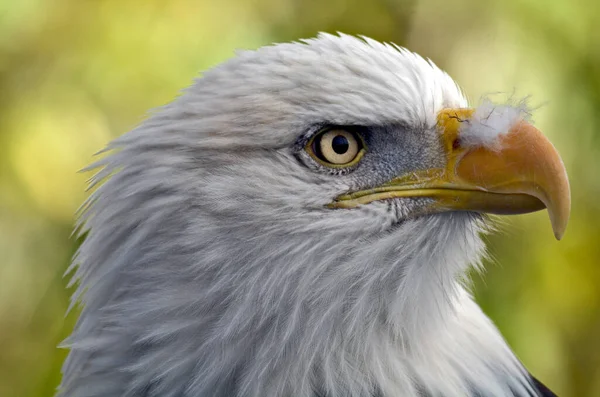 Zbliżenie Pięknego Amerykańskiego Orła — Zdjęcie stockowe
