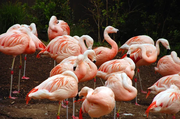 Kudde Van Roze Flamingo Dierentuin — Stockfoto