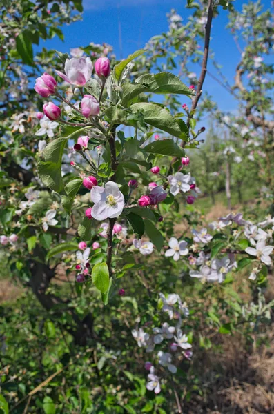 Яблоня Полная Цветущих Цветов — стоковое фото