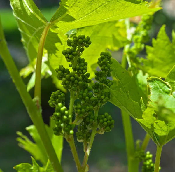 Kleine Trauben Die Weinreben Wachsen Aus Nächster Nähe — Stockfoto