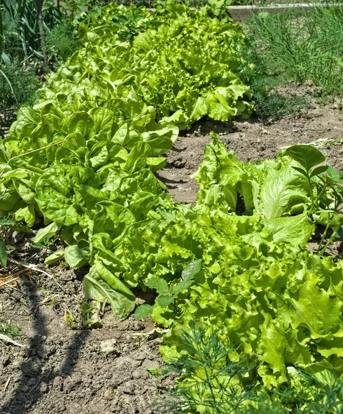 Biosalat Wächst Garten — Stockfoto