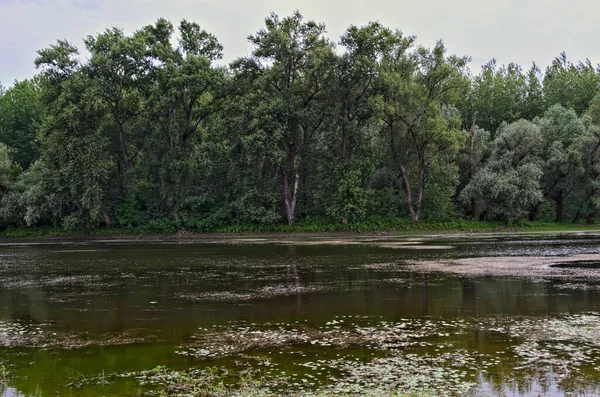 ドナウ川の支流と川の向こう側の森 — ストック写真