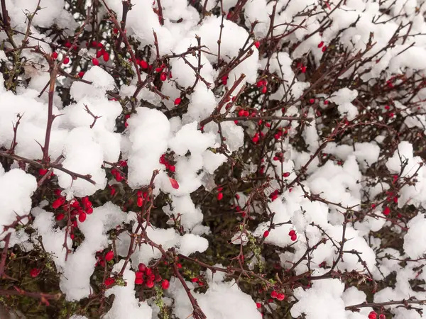 Nieve Cubierta Arbusto Bayas Rojas Fondo Cerrar Naturaleza Invierno — Foto de Stock